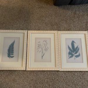 Botanical Leaf Pictures